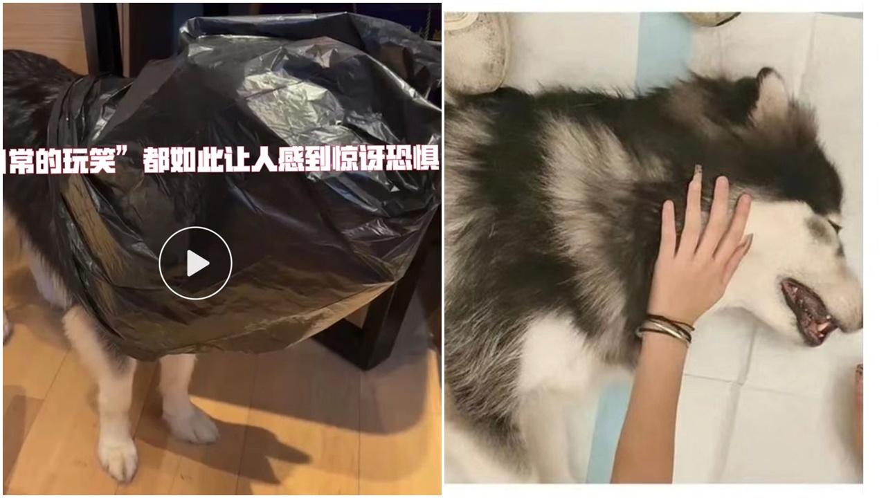 網傳中大研究生情侶虐狗致死