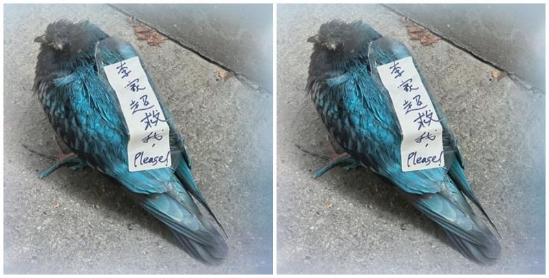一名60歲男子涉嫌虐待鴿子被捕，涉事的鴿全身被噴上藍色。(無綫新聞畫面)