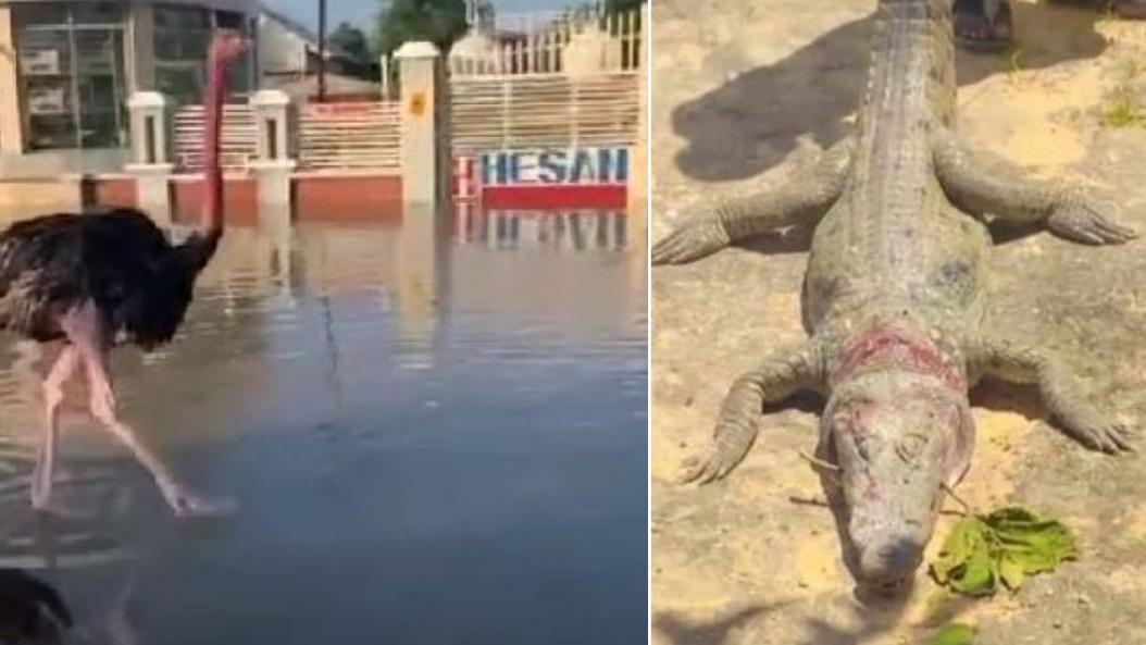 尼日利亞動物園被洪水淹浸，鱷魚走進民宅，鴕鳥四圍行。(互聯網)