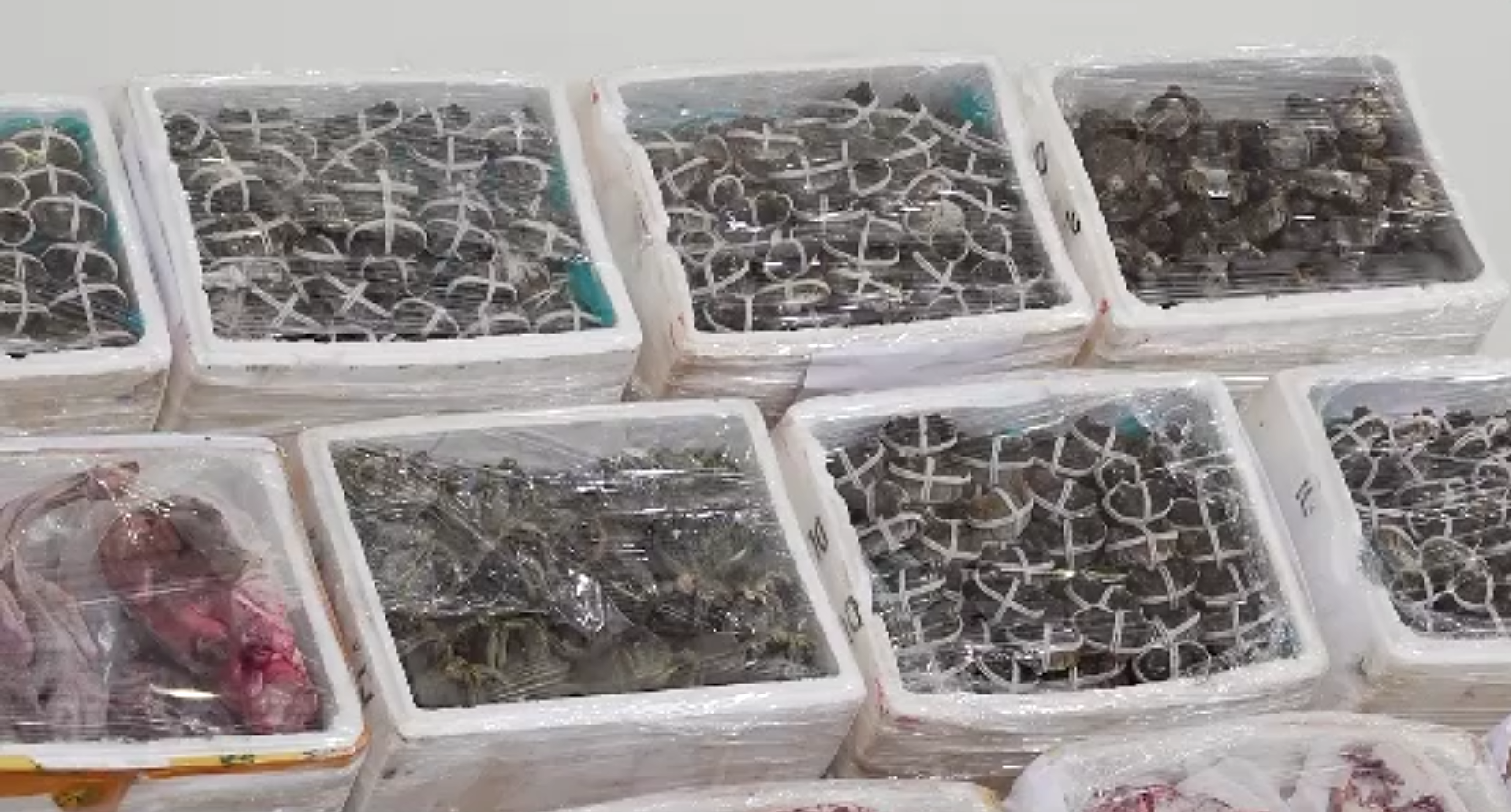 香港聯同內地海關破獲走私食品案　檢約值20萬元凍肉大閘蟹等(港台視像新聞截圖)