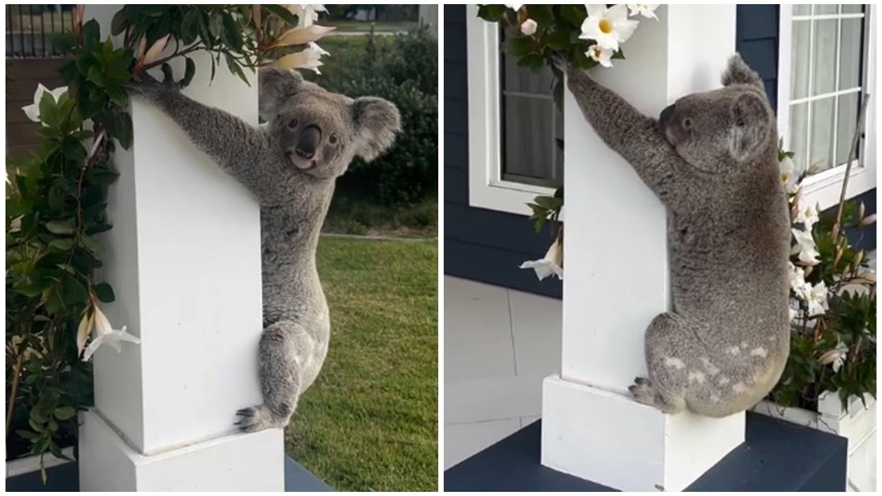 警報大作開門驚見超萌樹熊唔肯走，網民羨慕：為何不來我家。(IG)