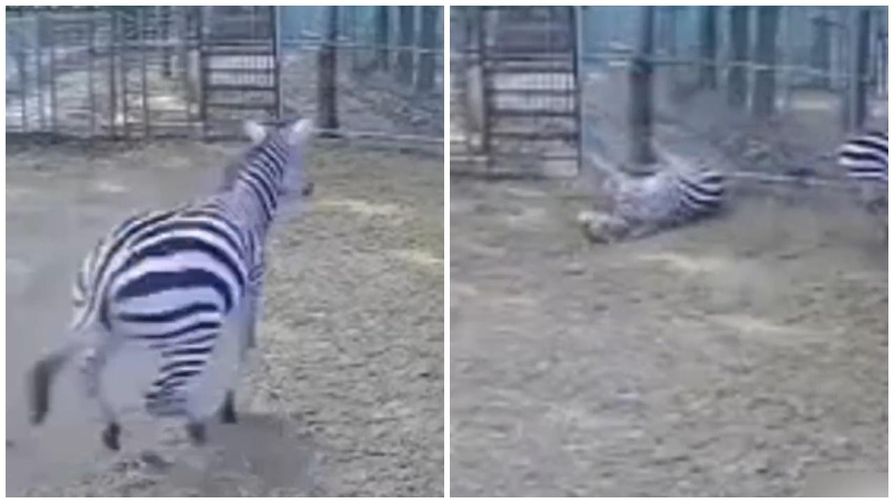 斑馬突然狂奔撞欄死，河南動物園：未知是否受遊客驚嚇。(微博)