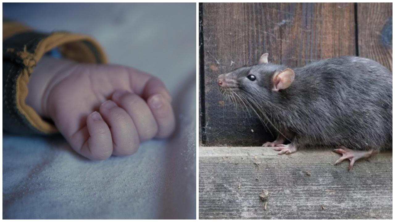 老鼠橫行男嬰手指被噬致見骨險死，邋遢父被重判囚16年。