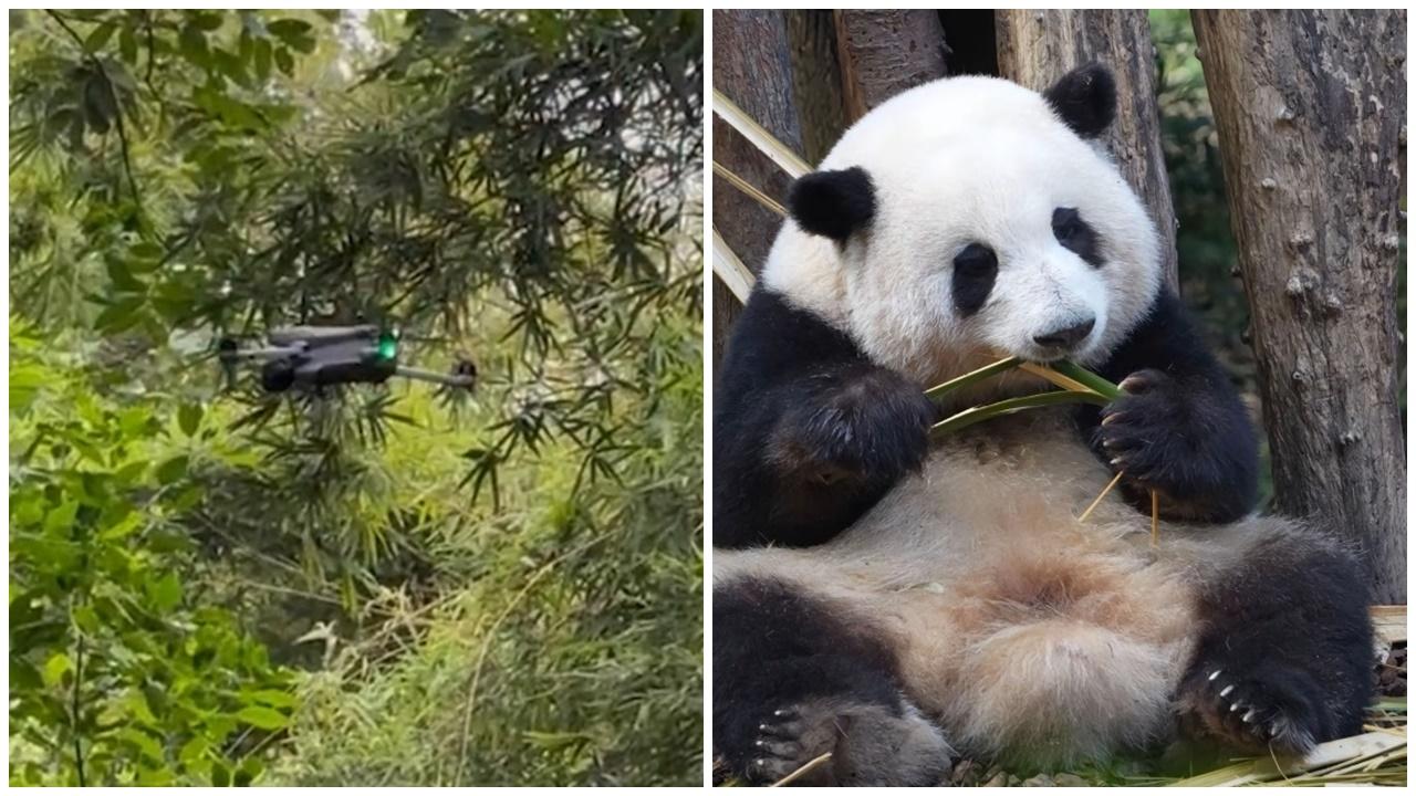 熊貓基地遊客放無機拍嚇親「花花」，遭保安擊落兼終身禁入。(微博)