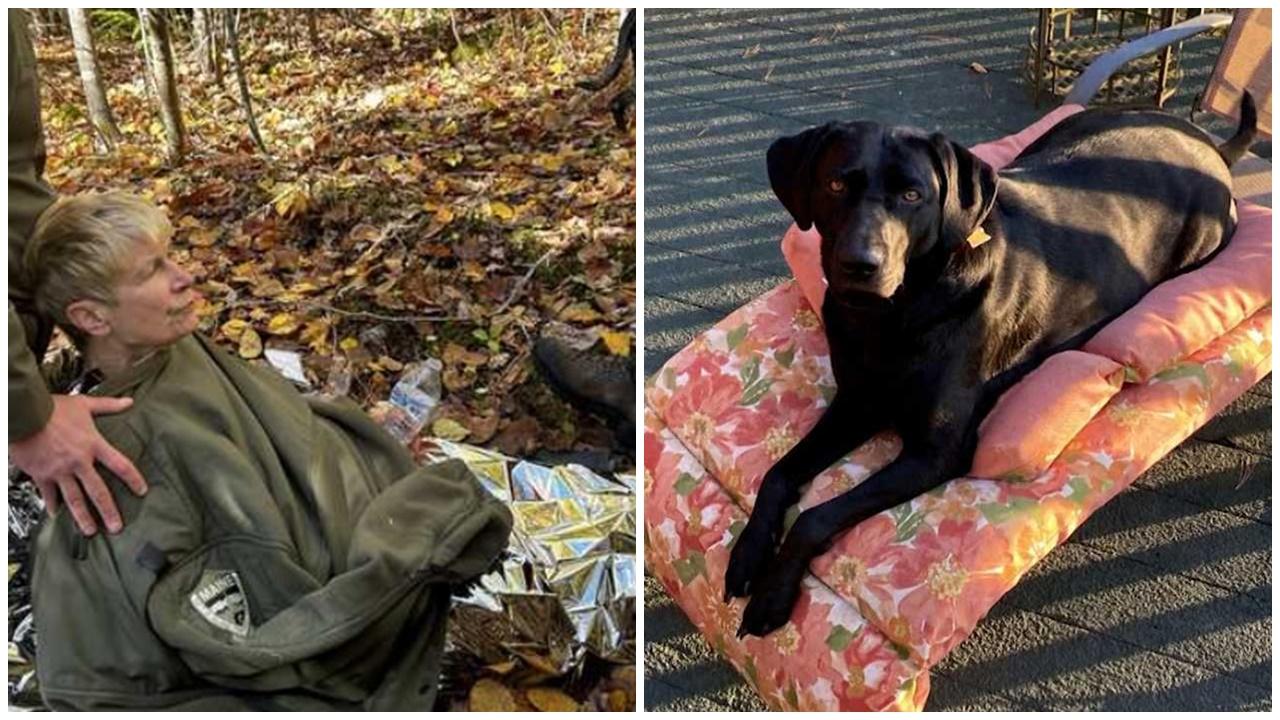 七旬婦森林迷路4日，零下寒夜幸獲忠犬保暖至獲救。(X)