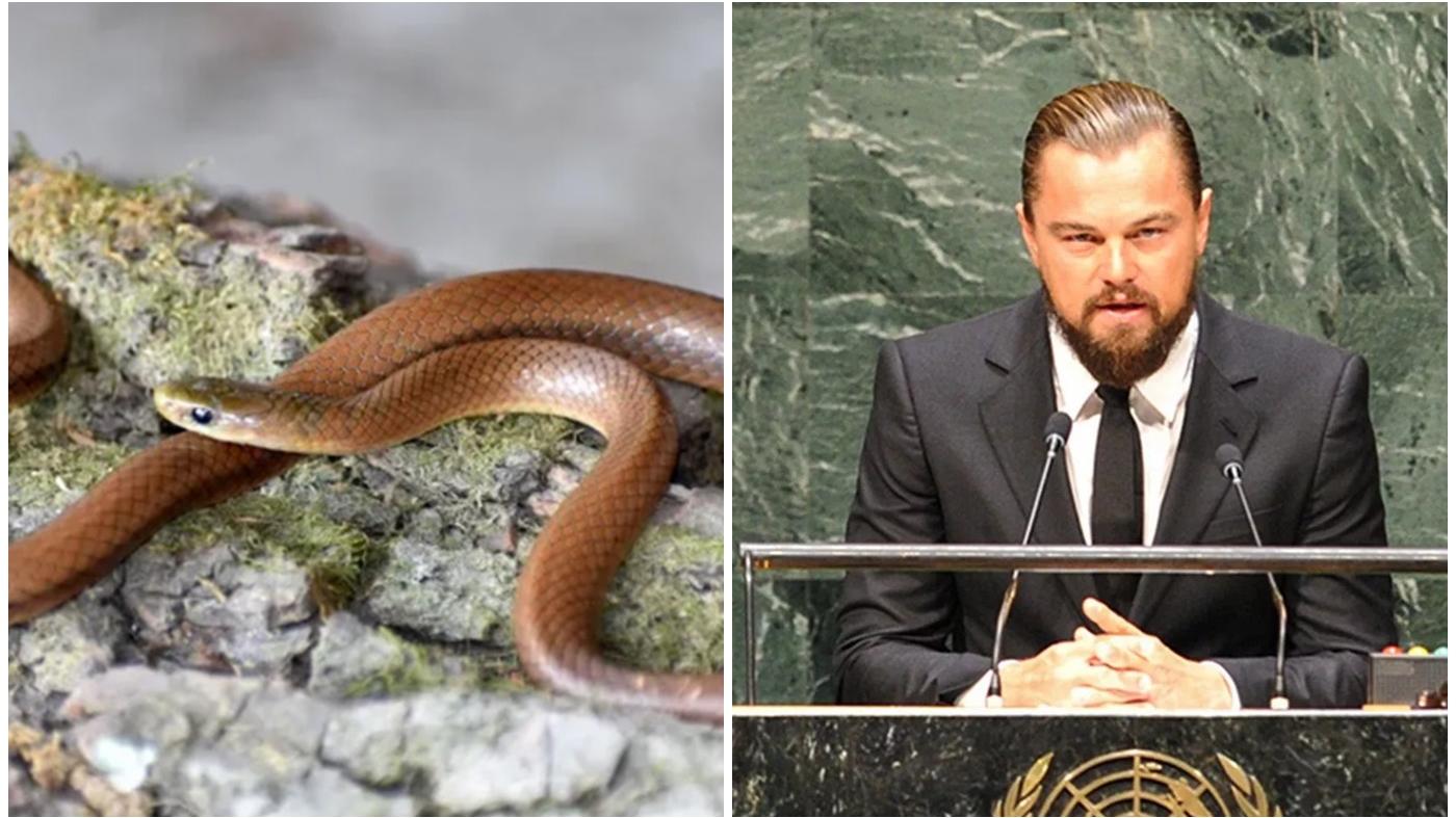 喜馬拉雅山發現新蛇種，專家命名為「里安納度狄卡比奧」。