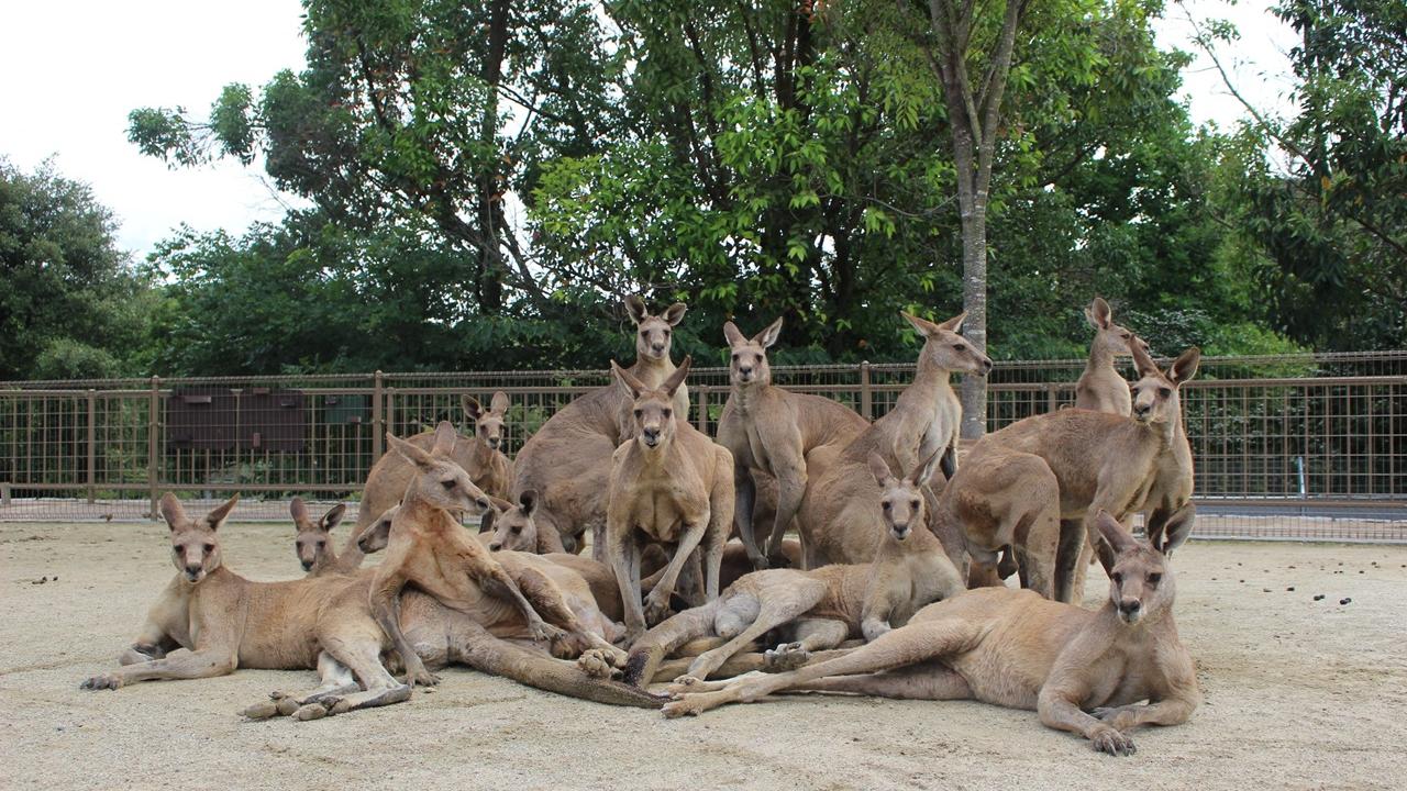 日動物園袋鼠合照擺出天團氣勢，網民：姿勢太性感了。(X)
