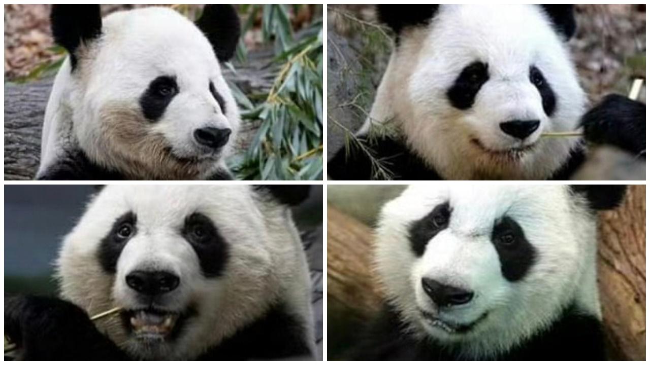 旅美25年大熊貓「洋洋」「倫倫」一家四口順利回國。(微博)