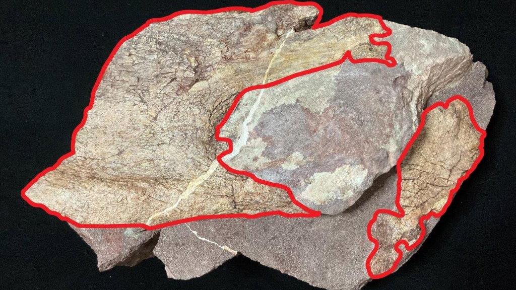 在赤洲發現及經過初步清修的恐龍化石樣本(紅框內為化石)