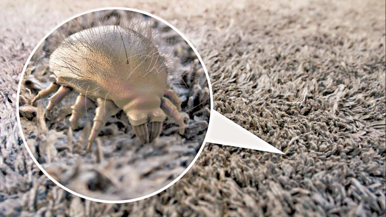 塵蟎對健康的影響