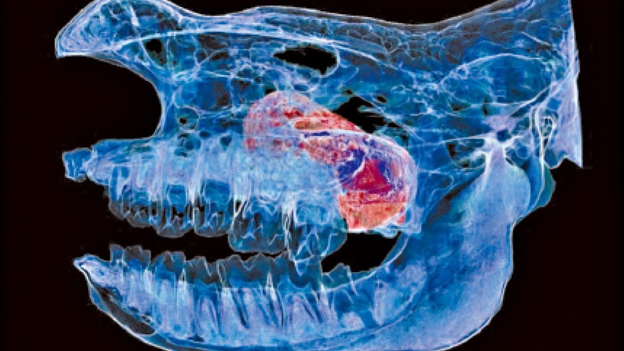 呼吸困難的犀牛