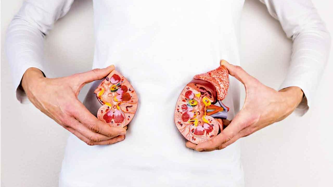 中藥在慢性腎病 腎功能恢復中的作用機制簡述