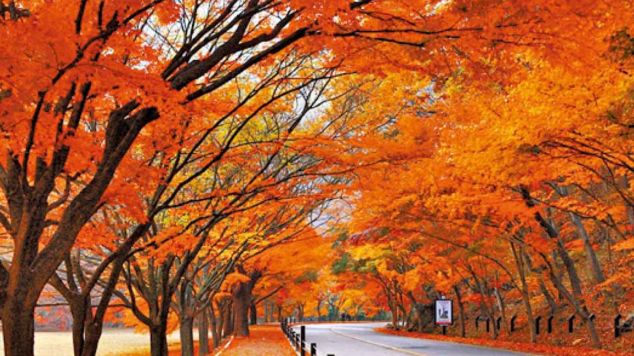 【追楓必看】捉緊楓葉季的尾巴！ 四大日韓最佳賞楓葉點推薦
