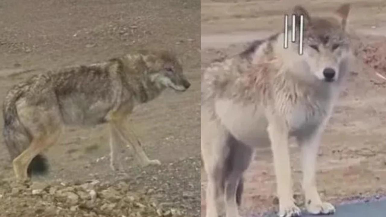 可可西里「網紅狼」被遊客亂餵食物現肚腩 專家憂生態系統被破壞