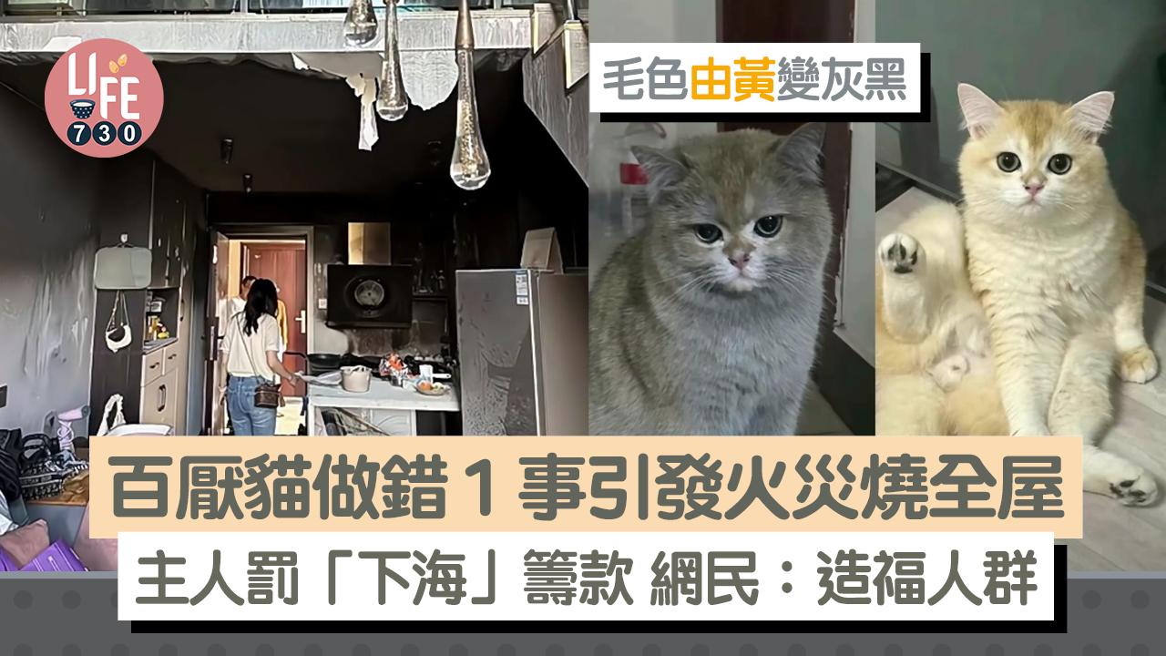 網上熱話｜百厭貓做錯1事引全屋火災 為補償損失竟被主人迫「下海」！