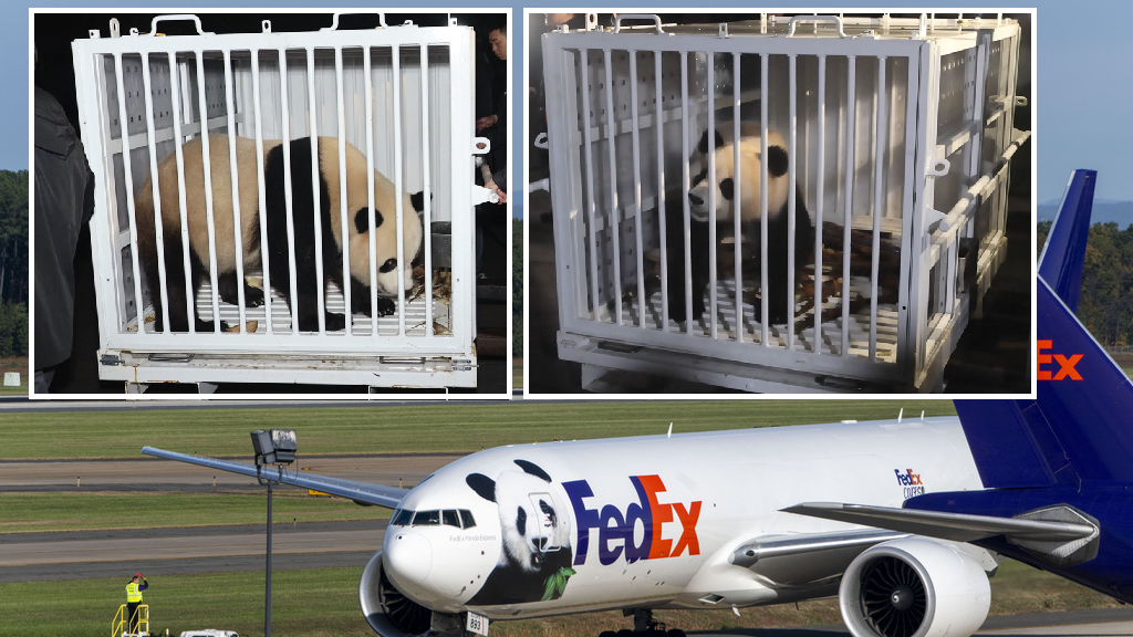 大熊貓「寶力」「青寶」抵達美國了！將旅居10年(多圖)