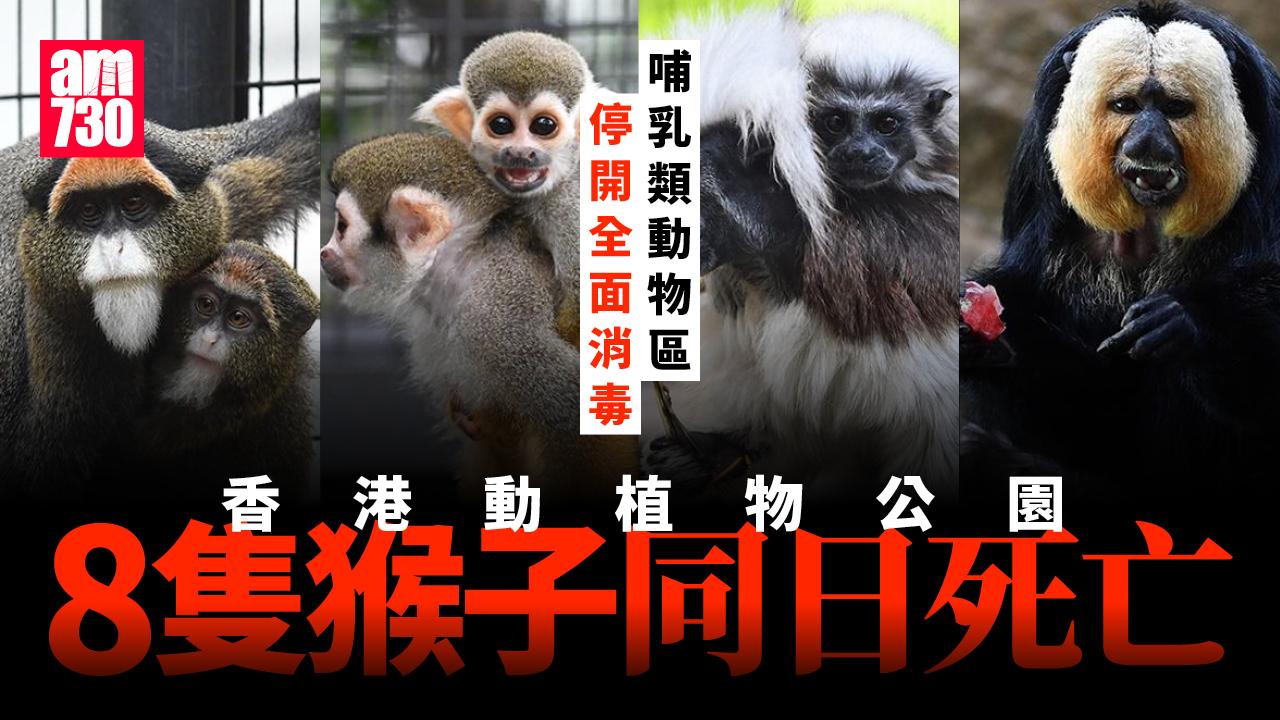 香港動植物公園8隻猴子同日死亡　哺乳類動物區今起暫停開放