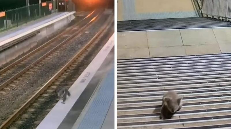 樹熊凌晨獨闖悉尼一個火車站，到處探索。(互聯網)