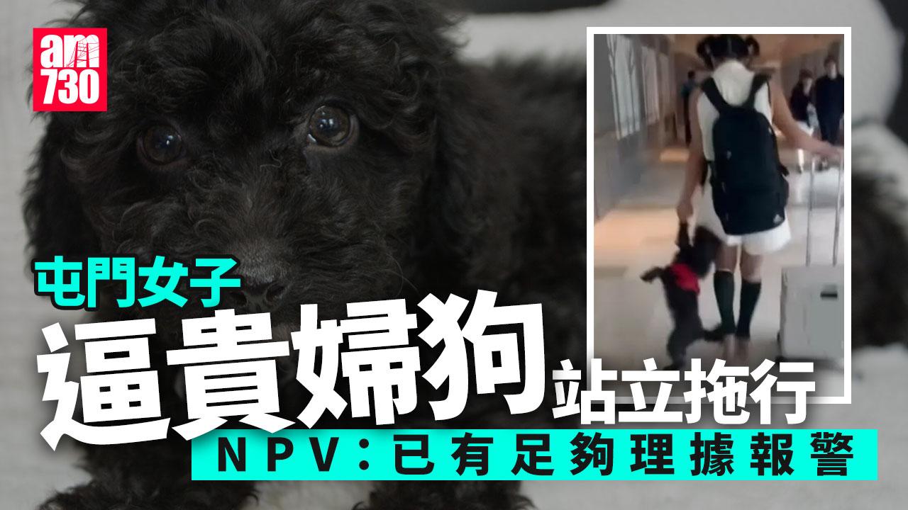 屯門女逼貴婦狗站立再拖行　麥志豪指涉虐待動物已可報警 (有片)