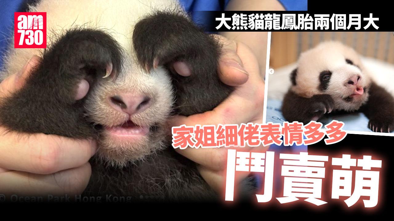 大熊貓寶寶再賣萌 家姐大派心心 細佬奶音融化人心