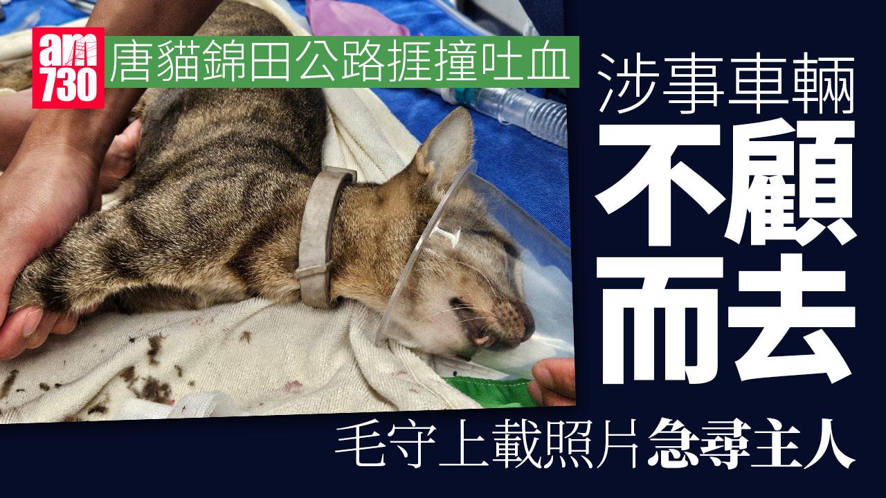 錦田公路唐貓捱撞吐血　涉事車輛不顧而去　熱心女途人：撐住呀