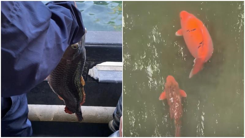 山東趵突泉錦鯉遭過度餵食飽死　保安提遺體勸阻遊客無效