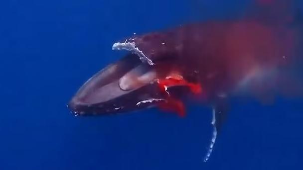 座頭鯨遭超速行駛的渡輪猛撞致大片上顎削去，傷口不停噴血。(互聯網)