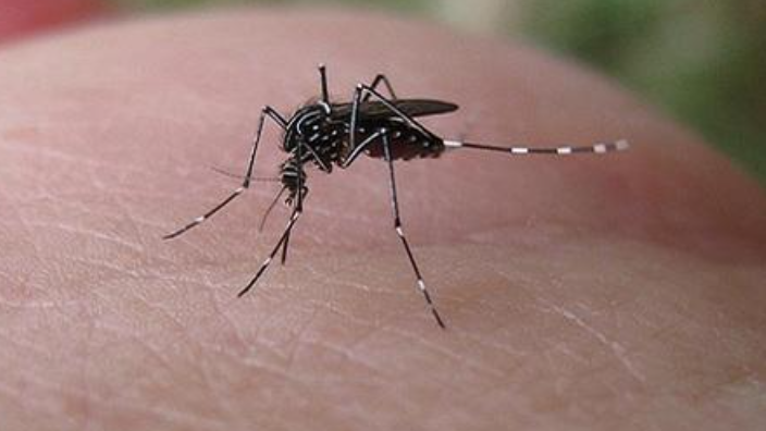 68歲女子感染登革熱。