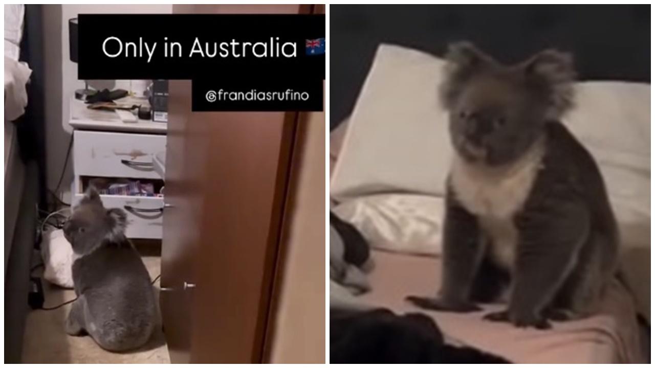 澳洲限定？夫婦深夜回家驚見樹熊在床邊等，妻子開心得狂爆葡語。(IG)