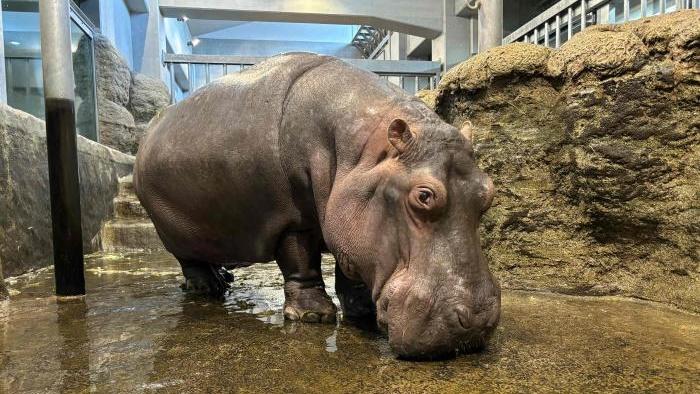 日本動物明星最高齡河馬去世，終年49歲，民眾傷心送別。(X)