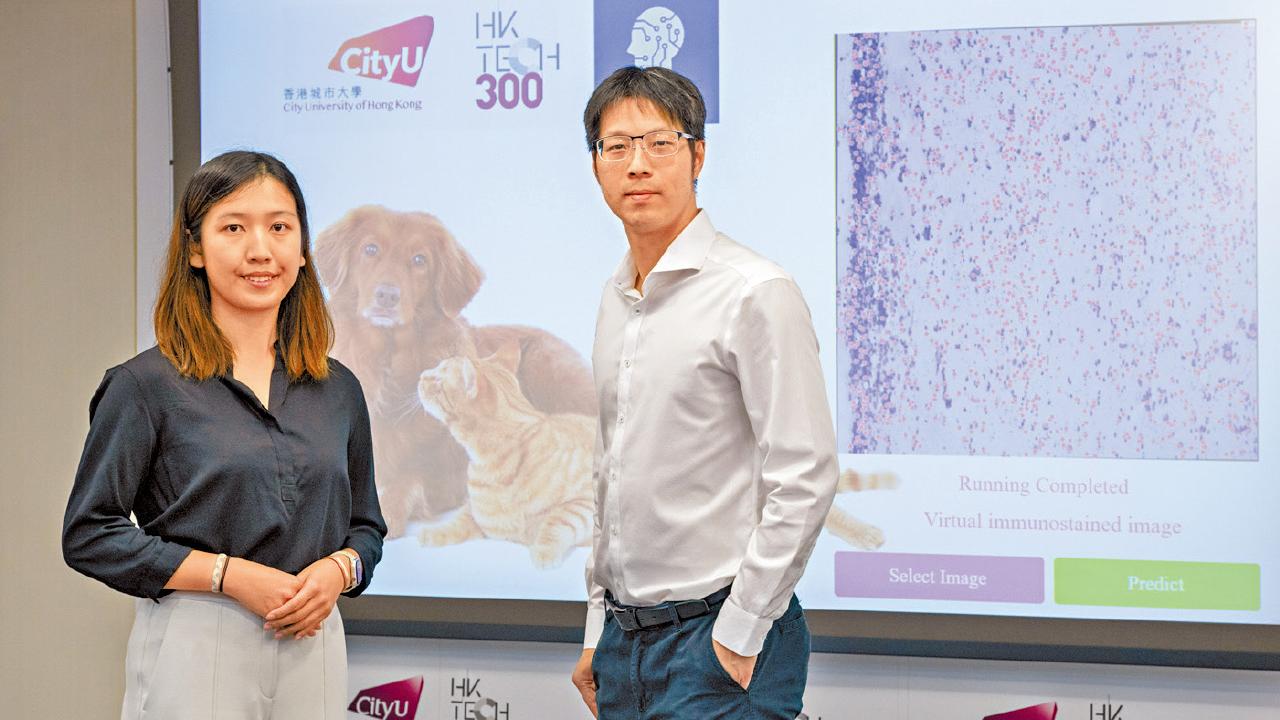 城大學者研AI染色系統 助快速診斷貓狗淋巴癌或腫瘤