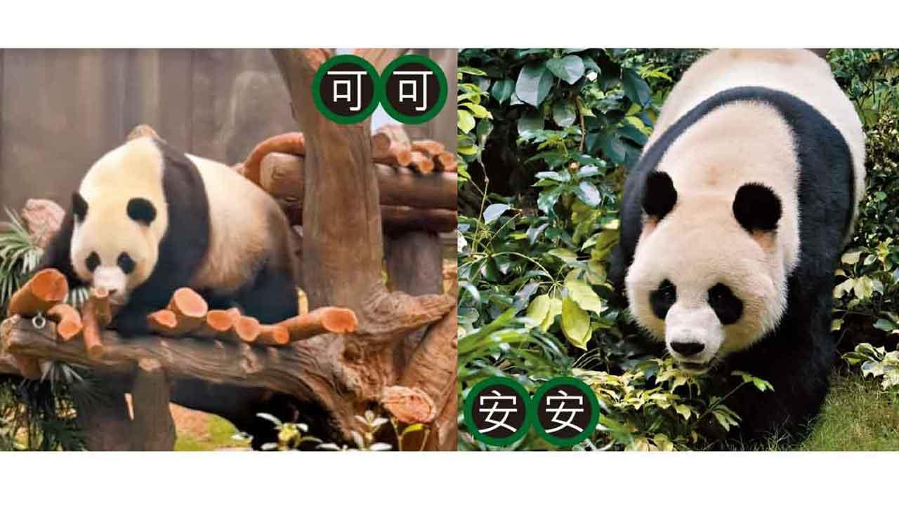 大熊貓安安、可可 12.7新名揭盅 12.8見公眾