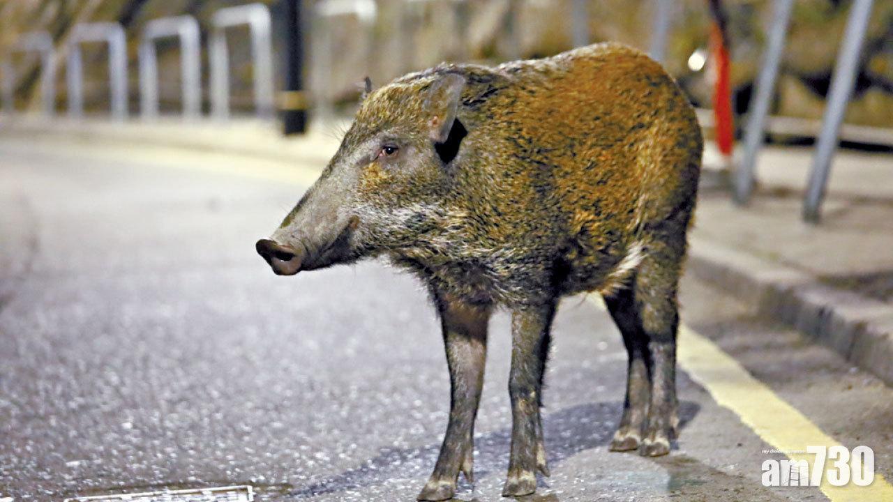 漁護署公布，從一頭野豬檢取樣本對非洲豬瘟病毒呈陽性反應。 資料圖片