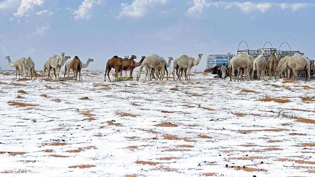 沙漠落雪｜沙特沙漠這區變雪地！歷來首次下雪惹關注