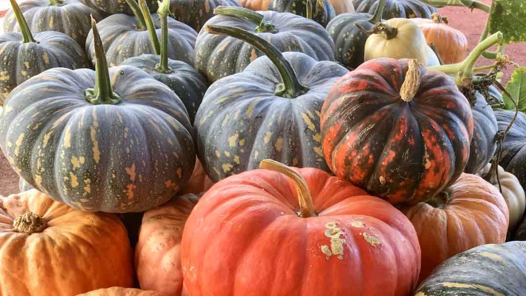 南瓜的功效與禁忌｜護眼抗癌全身是寶 由皮到籽不浪費