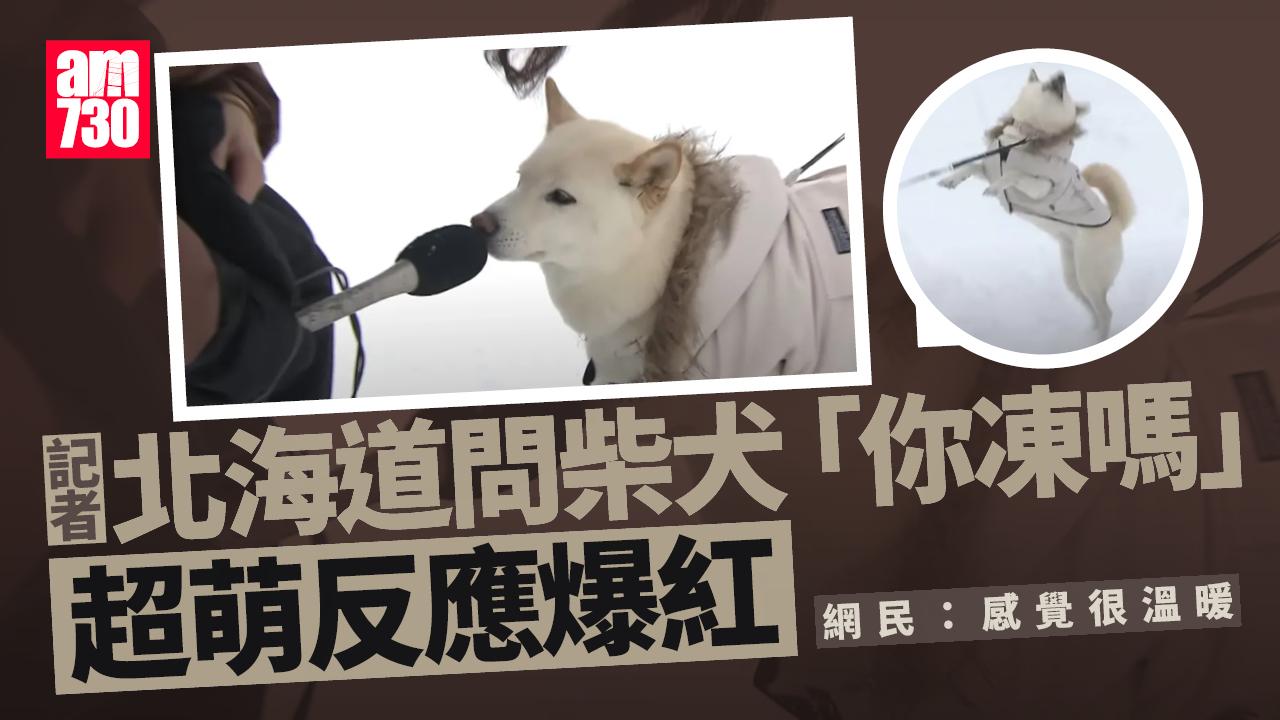 記者雪地問柴犬「你凍嗎？」　爆笑訪問狂吸1.1億人朝聖(有片)