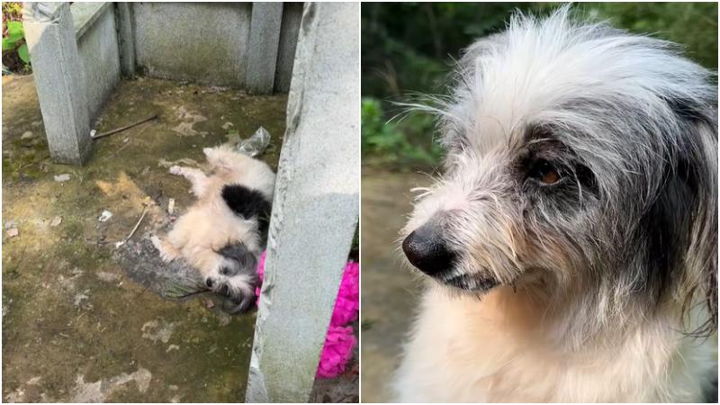 江西版「忠犬八公」守墓兩年　網民：好忠誠的毛孩子