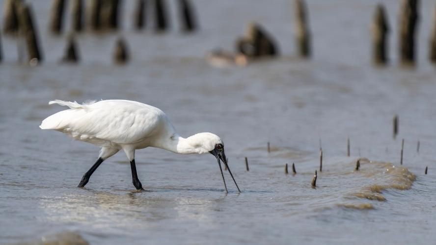 深圳好去處｜秋冬候鳥「加油站」　盤點4大觀鳥熱點