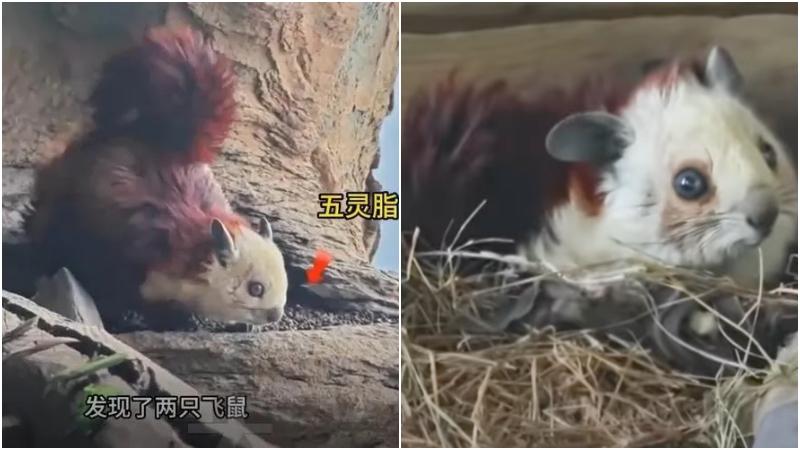 內地男登武當山巧遇「靈獸」　糞便可製成名貴藥材