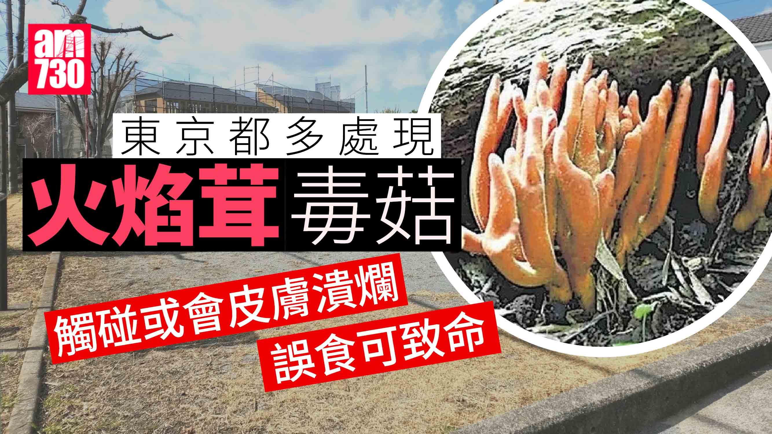 東京都多處公園出現火焰茸毒菇 觸碰恐致皮膚潰爛 誤食可致命
