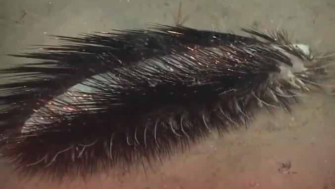 多毛綱蠕蟲閃出虹彩光芒。(互聯網)