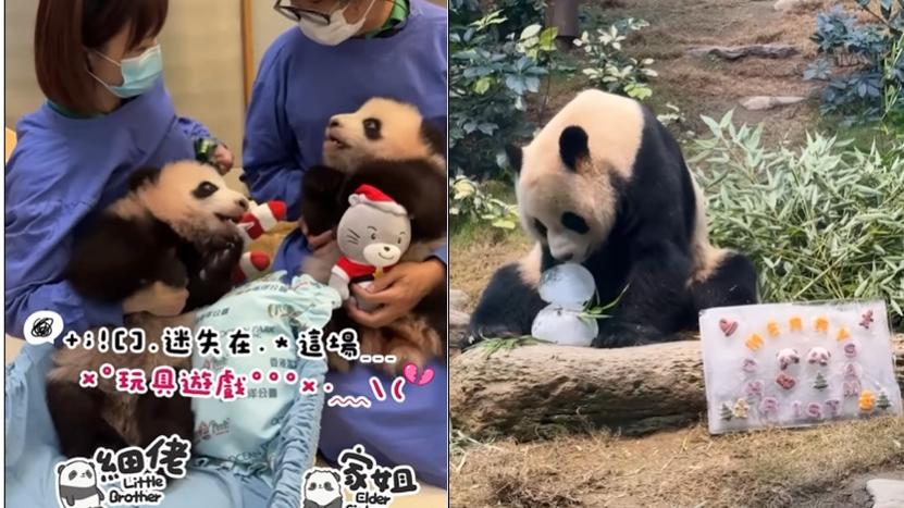 熊貓也過聖誕節。(海洋公園)