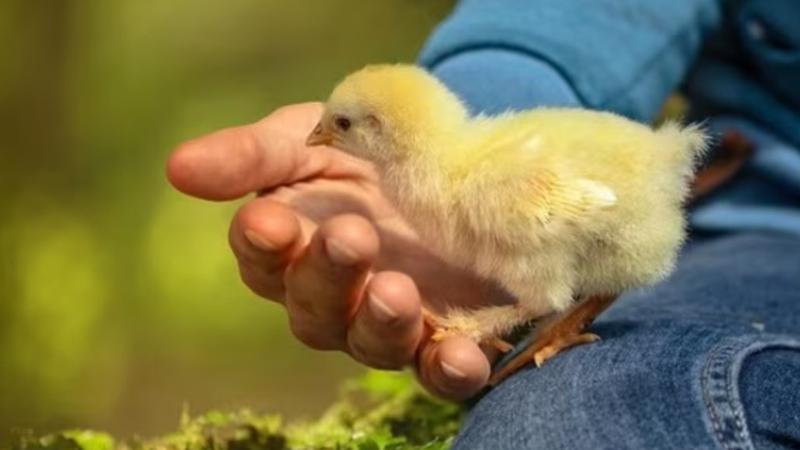 不育男求子生吞小雞窒息亡，法醫震驚喉嚨取出20厘米活雞。(網上圖片)