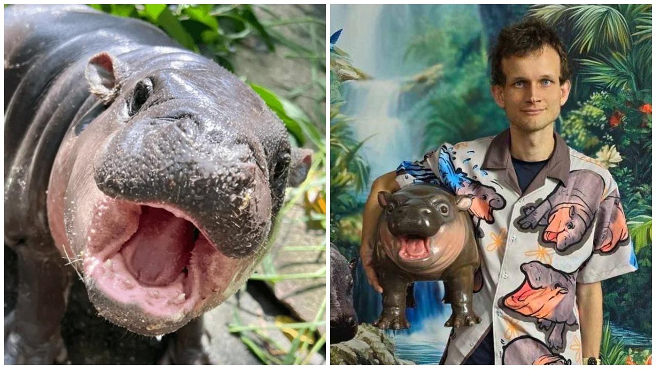 「彈跳豬」獲以太坊創辦人收為養女，收200萬升級生活。