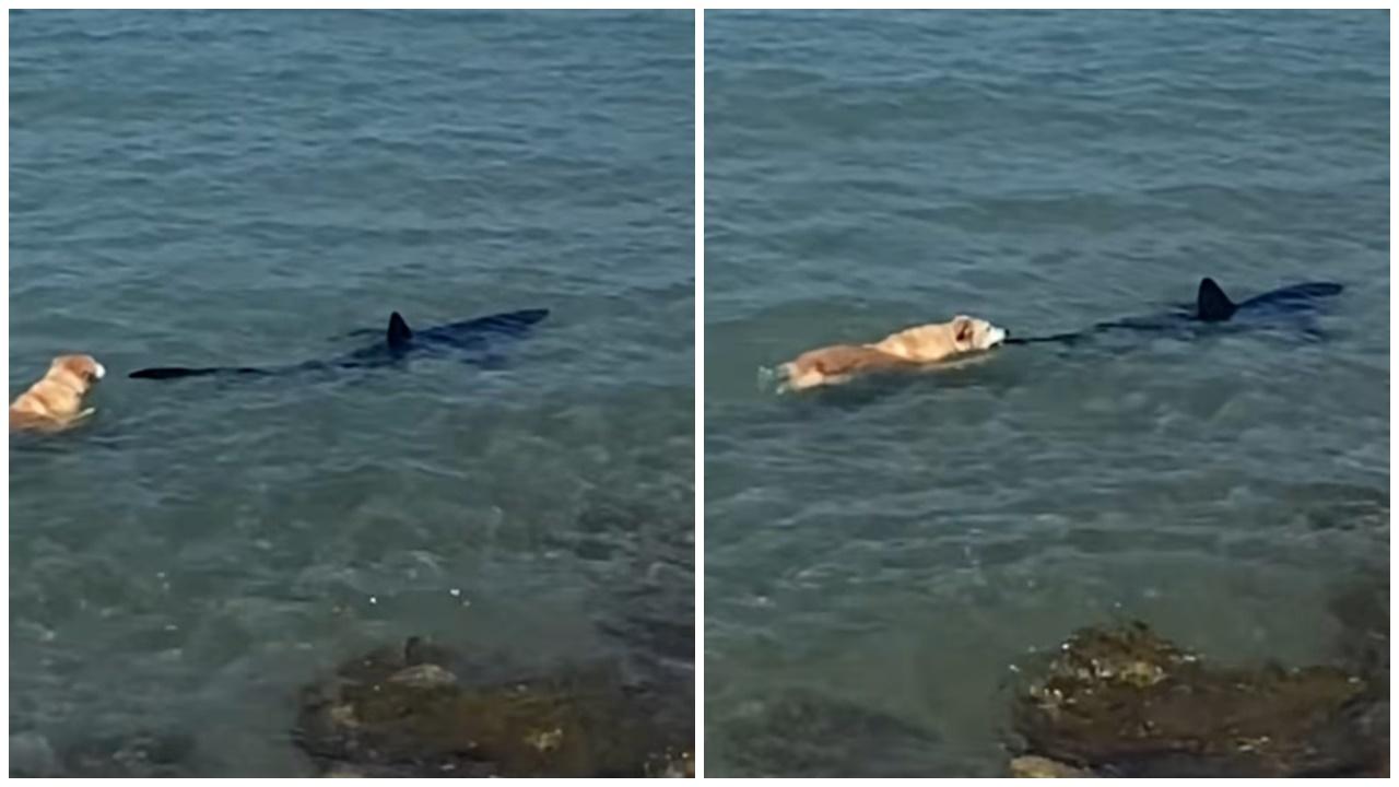 金毛犬唔識死跳海追咬鯊魚，飼主嚇破膽岸邊崩潰呼喚。(FB)