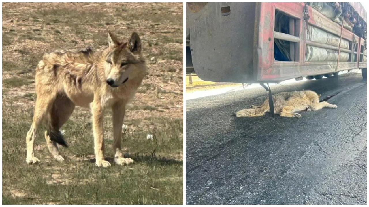 可可西里網紅狼公路等遊客投餵，慘被貨車撞死。(微博)