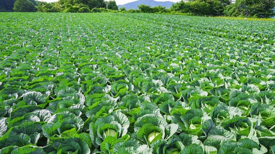 日本3200顆椰菜離奇消失，中國籍兄弟落田偷菜斷正。(X)