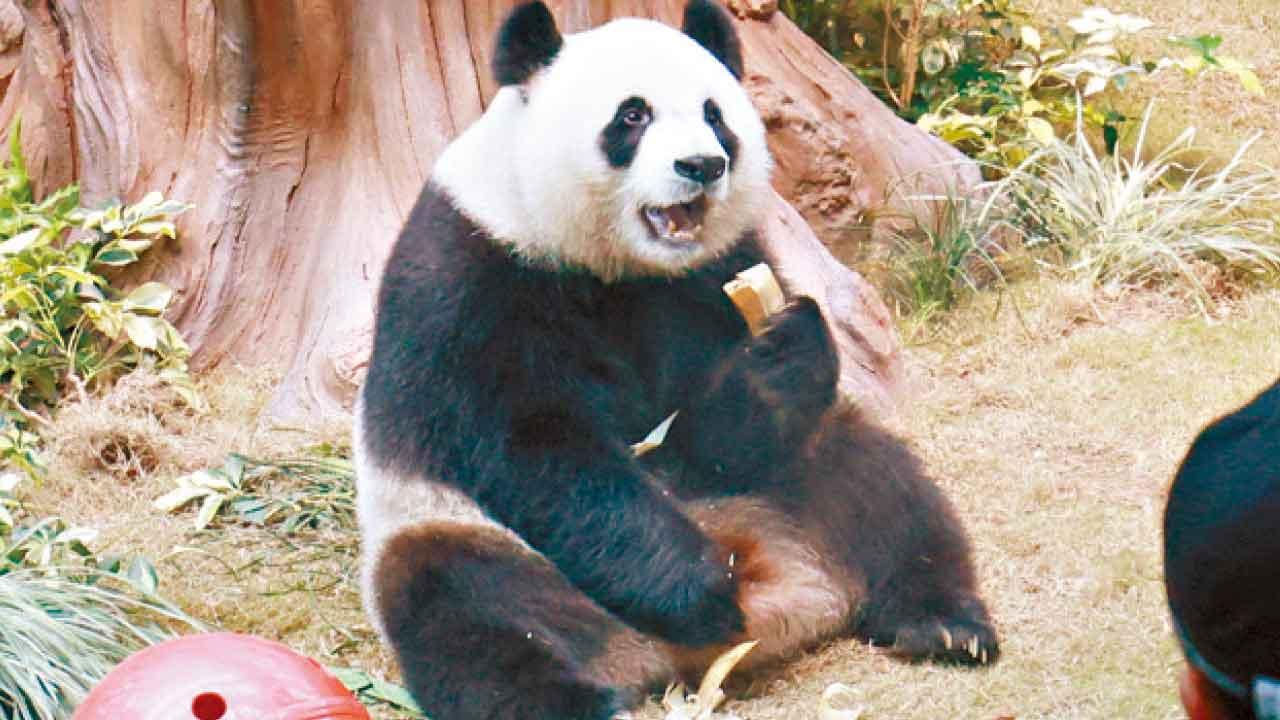 安安可可首亮相吸大批粉絲 等4小時睇10分鐘 市民仍感值得