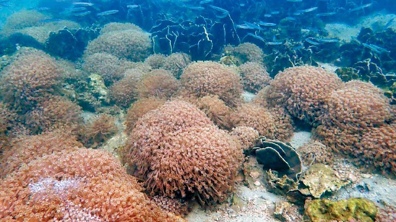 夏季受白化影響  普查︰珊瑚健康狀況大致良好