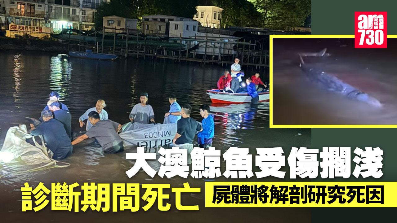 大澳鯨魚擱淺｜身體虛弱凌晨零時死亡 屍體運離大欖水警基地 將解剖研究死因(多圖有片)